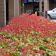 Illustration for article titled Pics from the Curbside: 2018-04-08 from Langara Gardens